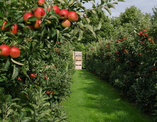 Який ґрунт найкраще підходить для закладання яблуневих і грушевих садів
